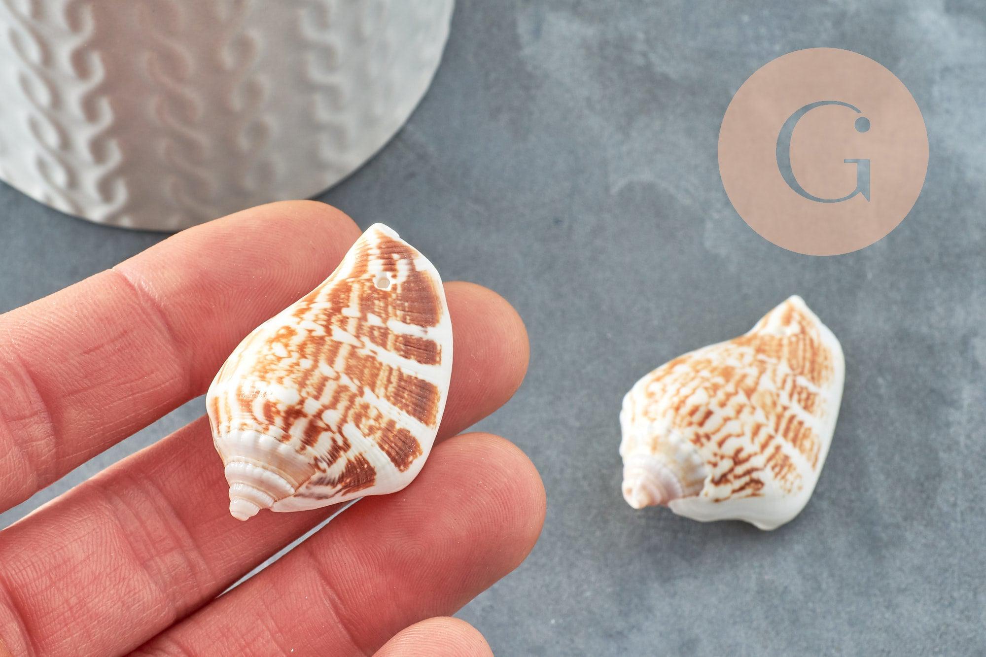 Gingerlily G0467 lot 5 coquillages Conch percés 30-55mm