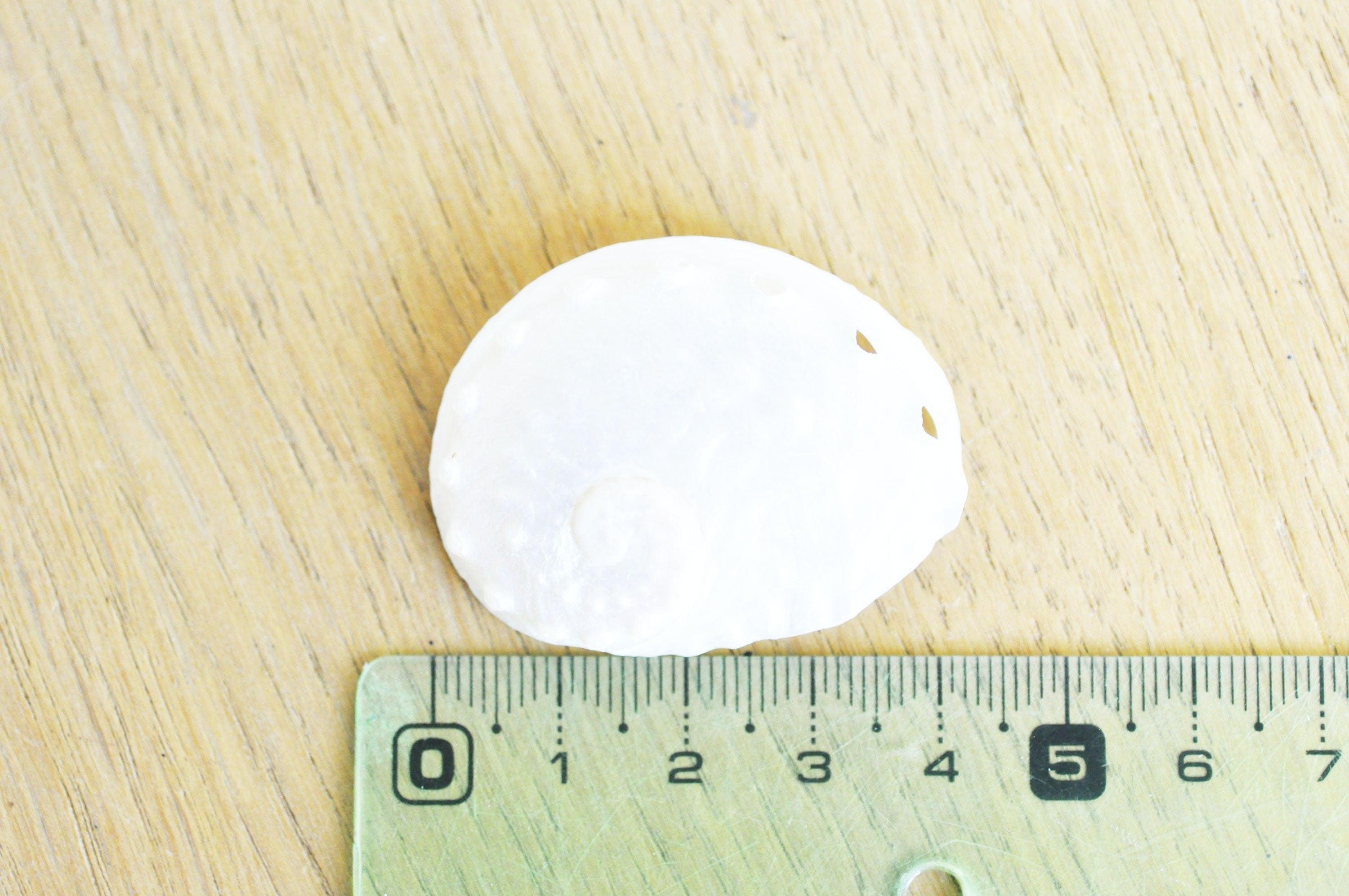 Gingerlily Haliotis coquillage blanc nacré 3,5-5cm pendentif