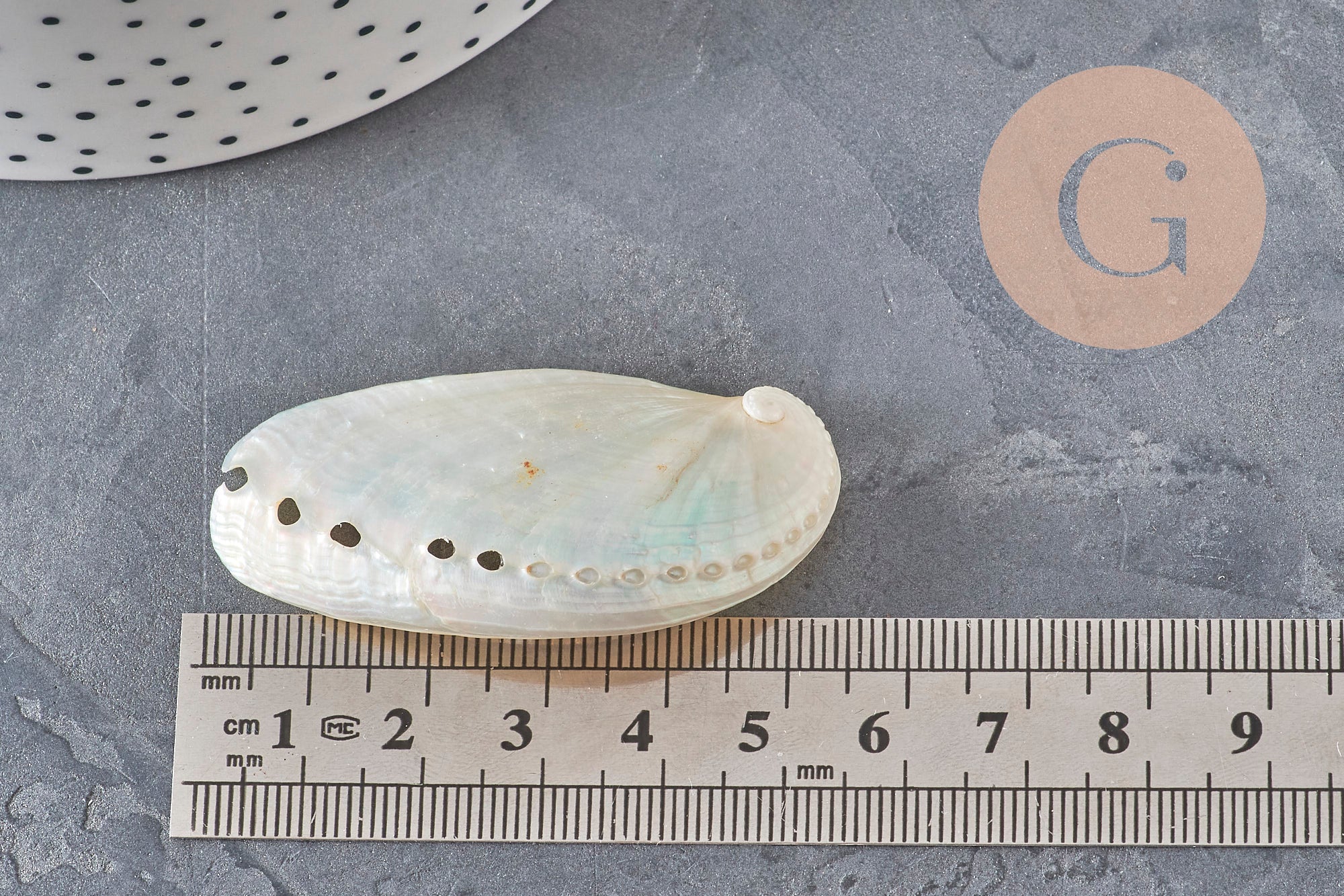 Gingerlily Pendentifs Haliotis Asinina pendentif coquillage nacré grand x1