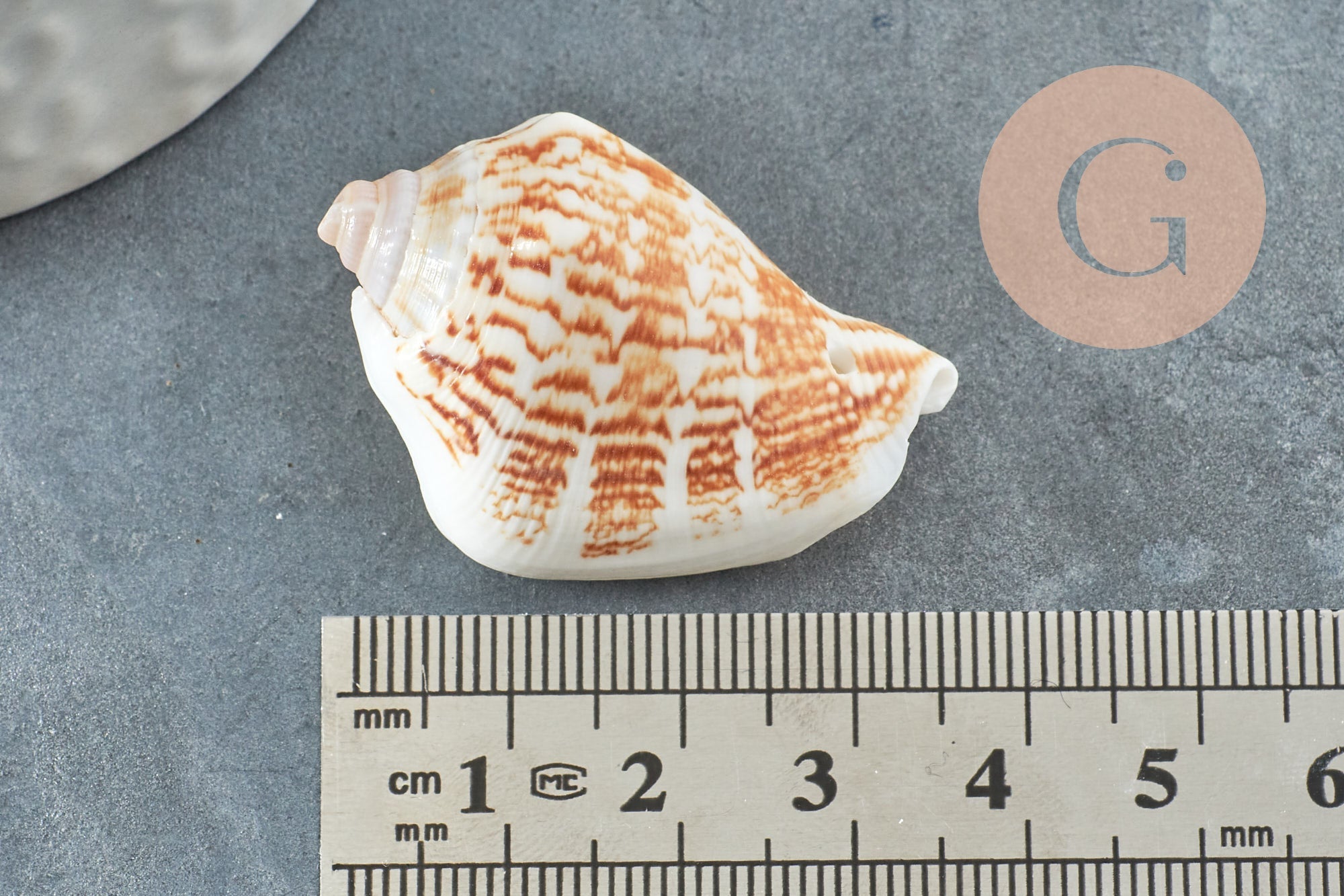 Gingerlily G0467 lot 5 coquillages Conch percés 30-55mm