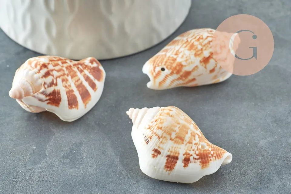 Gingerlily G0467 lot 5 coquillages Conch percés 30-55mm