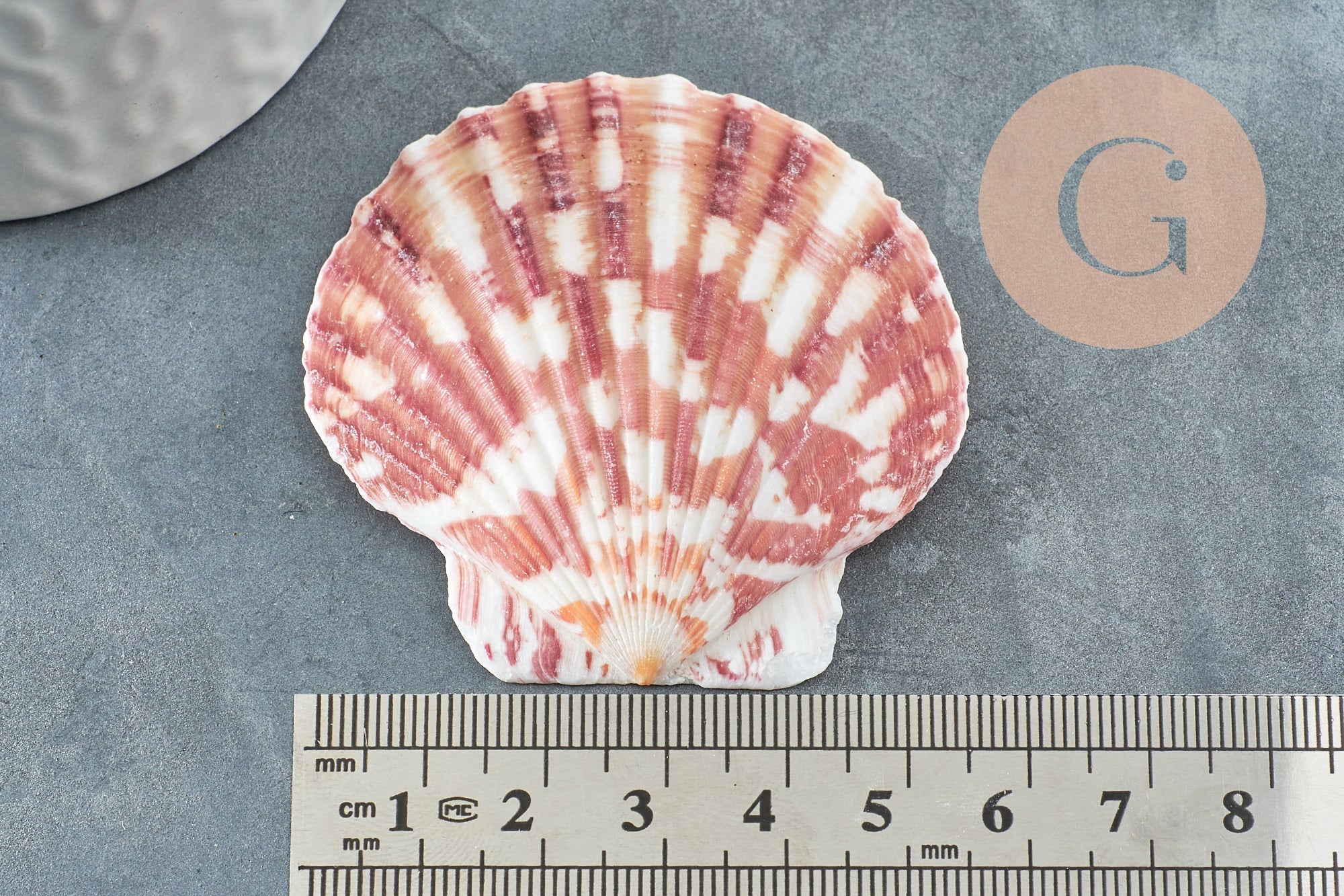 Gingerlily Coquillage G4811 coque blanc rose lot 2