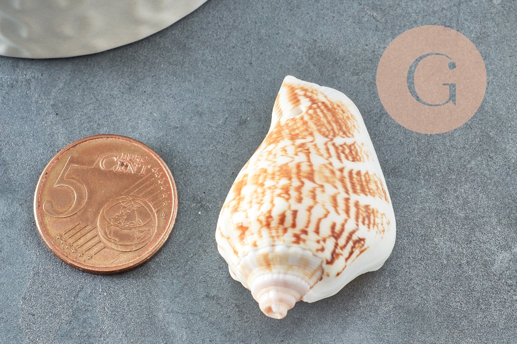 Gingerlily G0467 lot 5 coquillages Conch percés 30-55mm
