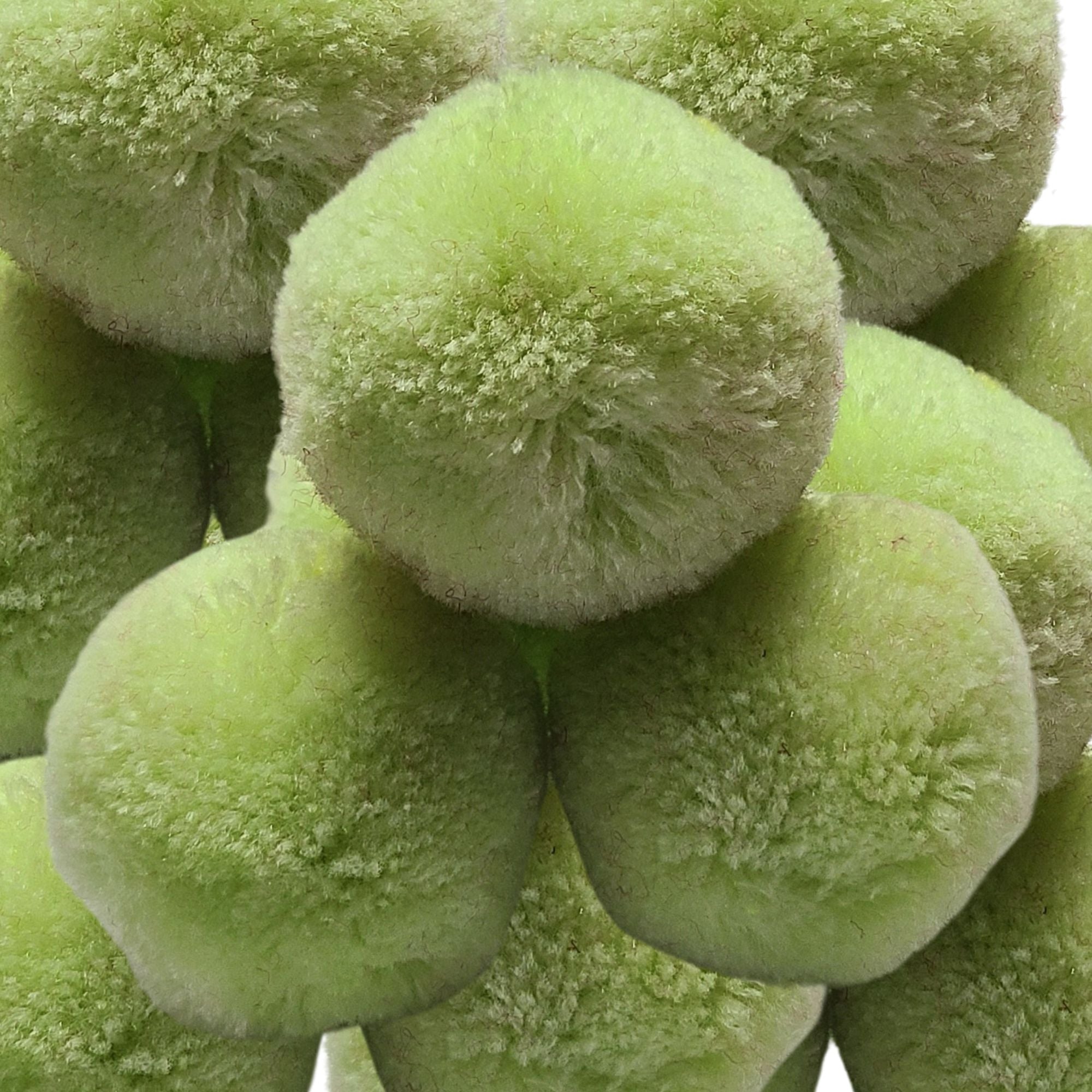 ARTSHOP Chouchous Balls 12 pompon boule jade 40mm