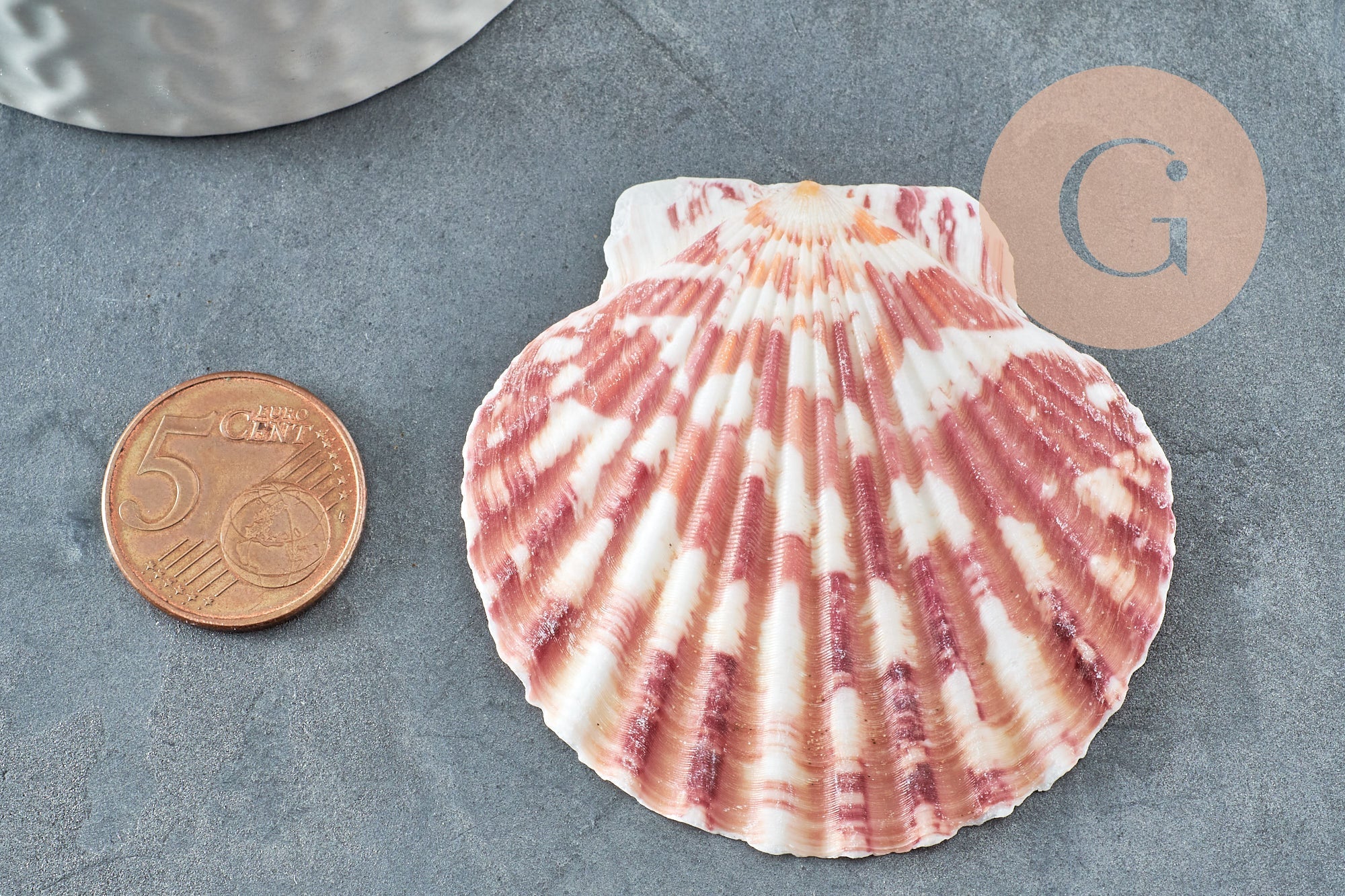 Gingerlily Coquillage G4811 coque blanc rose lot 2