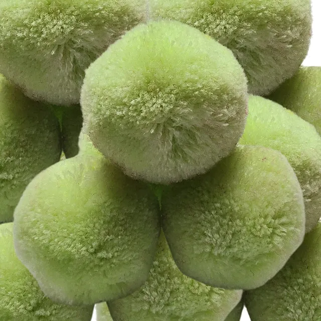ARTSHOP Chouchous Balls 12 pompon boule jade 40mm