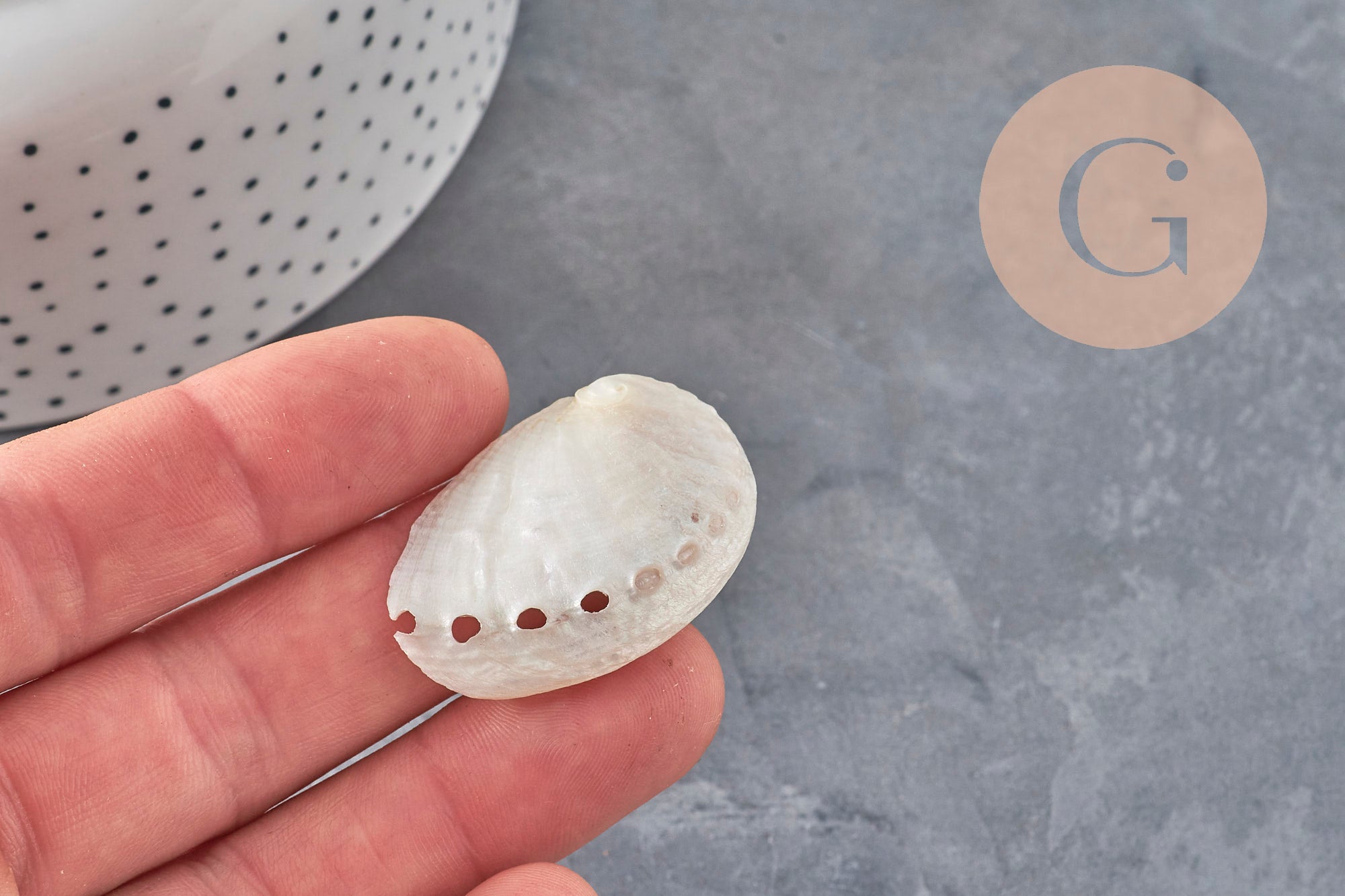 Gingerlily Pendentifs Haliotis Asinina pendentif coquillage nacré grand x1
