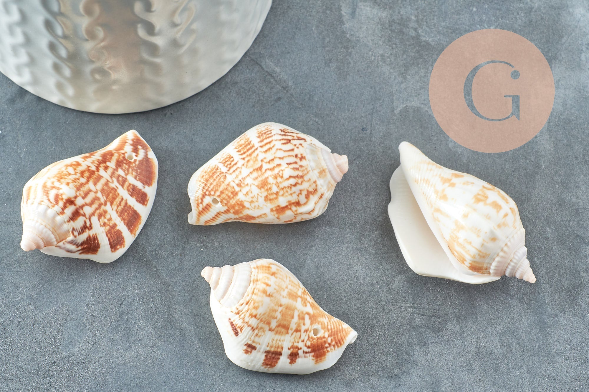 Gingerlily G0467 lot 5 coquillages Conch percés 30-55mm
